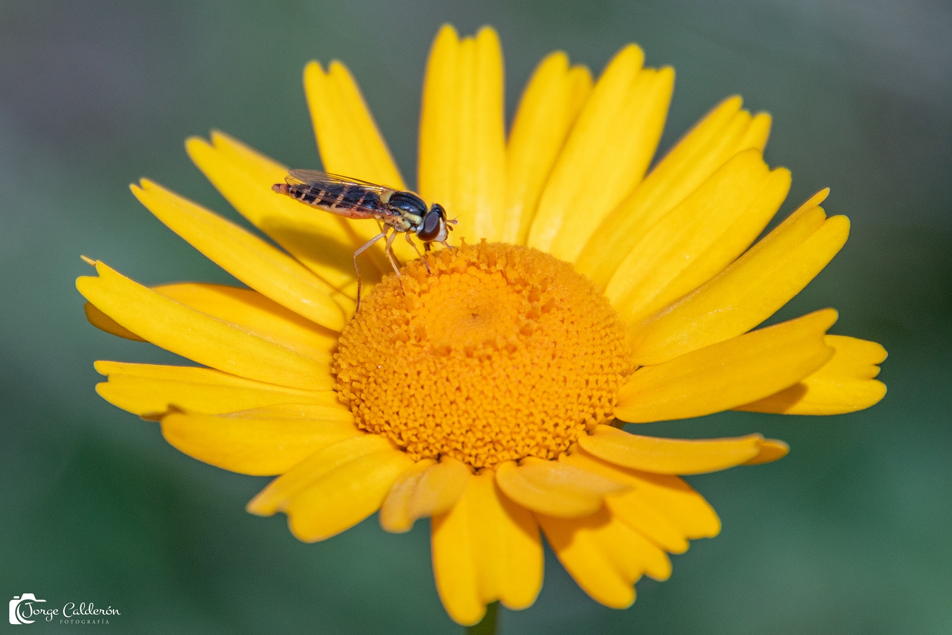 insectos